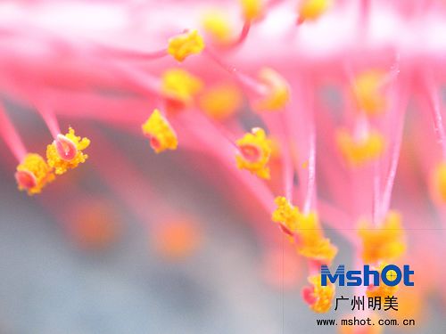 顯微鏡數碼相機