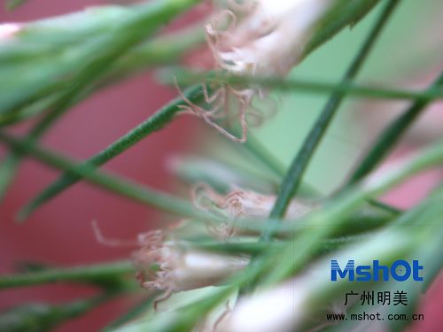 顯微數碼相機